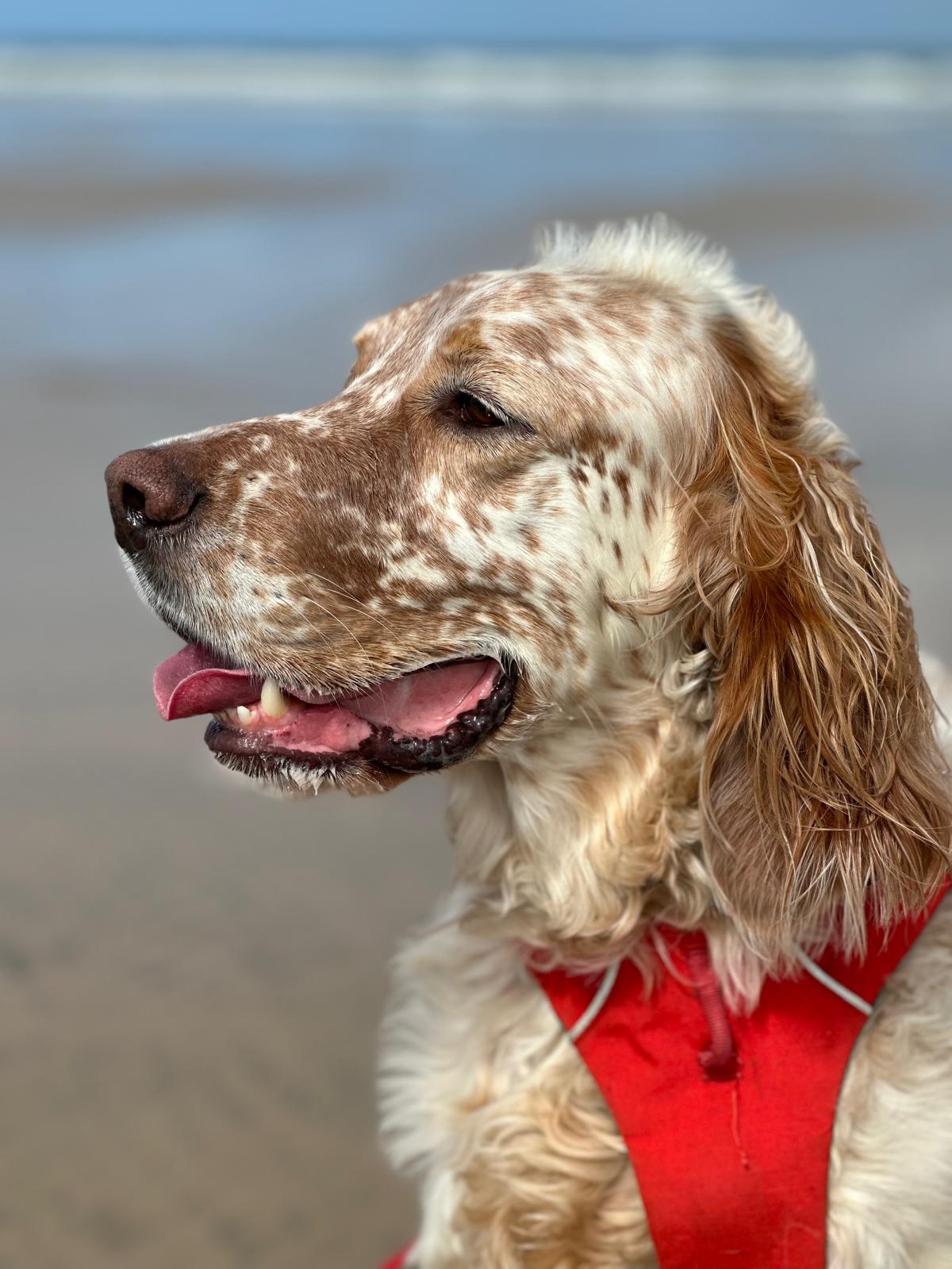 A dog called Winston on a beach