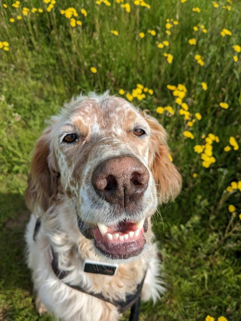 An english setter dog staring at the camera