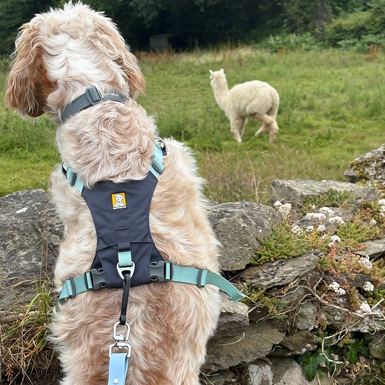 Dog wearing a HOUNDED lead in a field with an alpaca in the background
