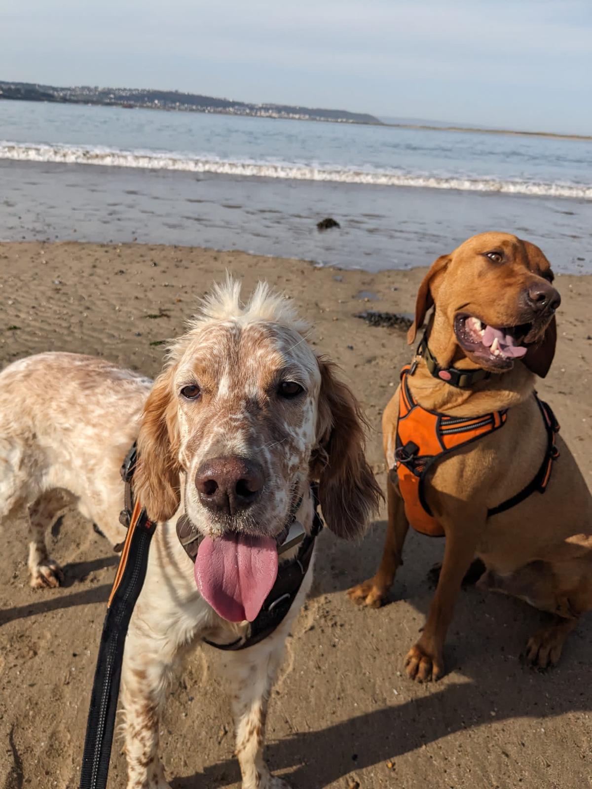 Two dogs on a sandy beach with ocean in the background